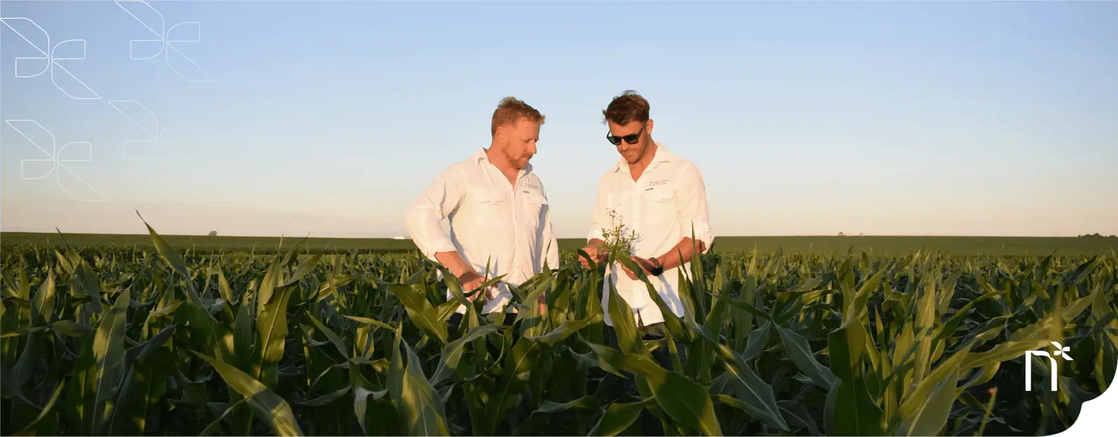 Daniel y Román en el maizal, revisando una planta